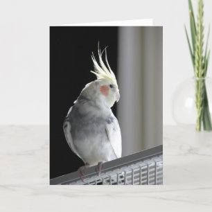 Carte de voeux de Cockatiel