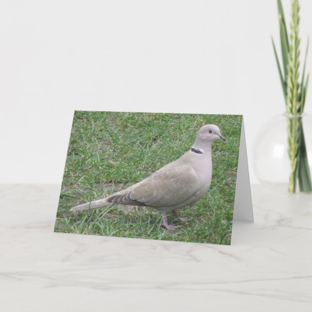 Carte de voeux de colombe (Devant)