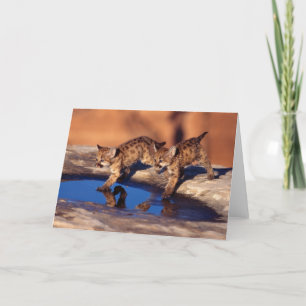 Carte de voeux de CUB de puma