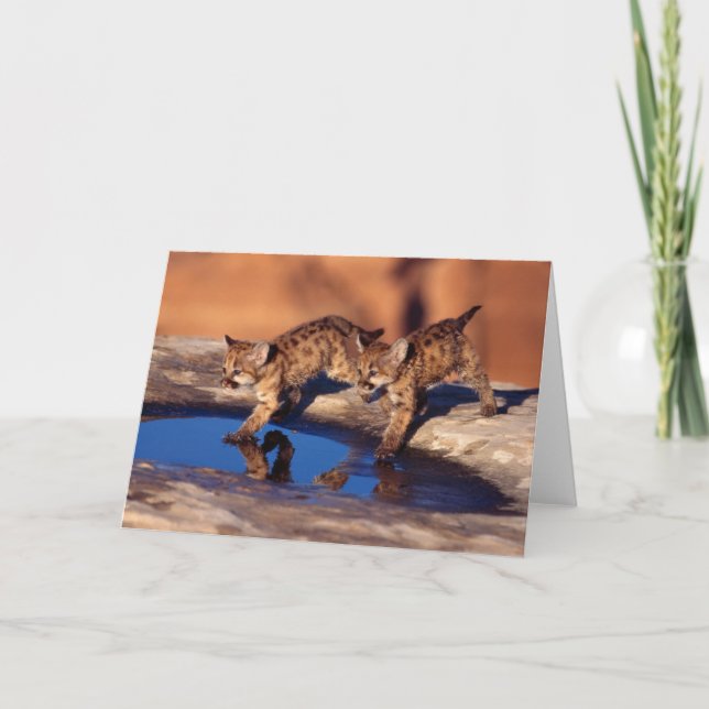 Carte de voeux de CUB de puma (Devant)
