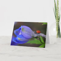 Carte de voeux de delphinium