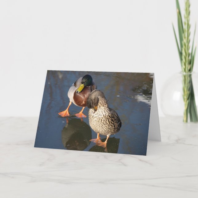 Carte de voeux de deux canards de Mallard (Devant)