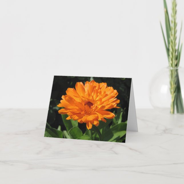 Carte de voeux de fleur de Calendula (Devant)
