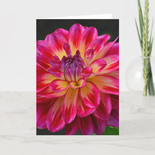Carte de voeux de fleur de dahlia rose et jaune