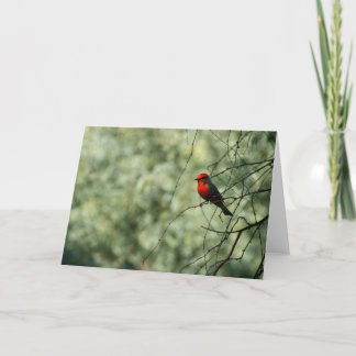 Carte de voeux de FLYCATCHER