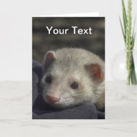 Carte de voeux de furet