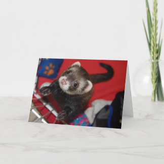 Carte de voeux de furet