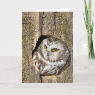 Carte de voeux de hibou