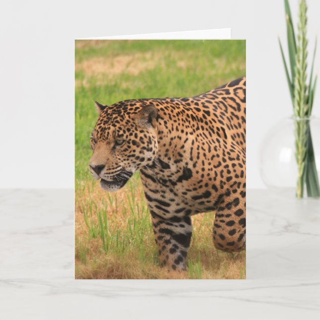 Carte de voeux de Jaguar (Devant)