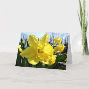 Carte de voeux de jonquilles, intérieur vide