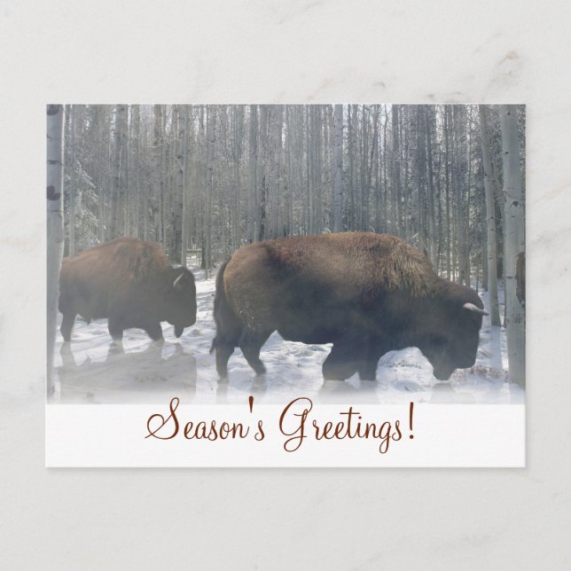 Carte de vœux de la saison des bisons dans la neig (Devant)