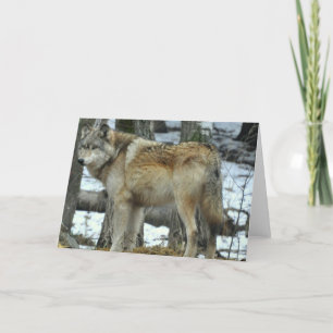 Carte de voeux de loup gris