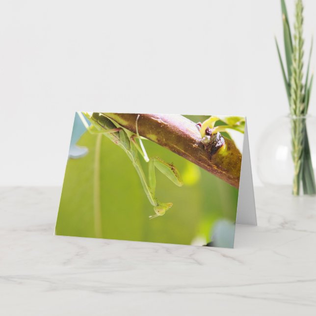 Carte de voeux de Mantis (Devant)