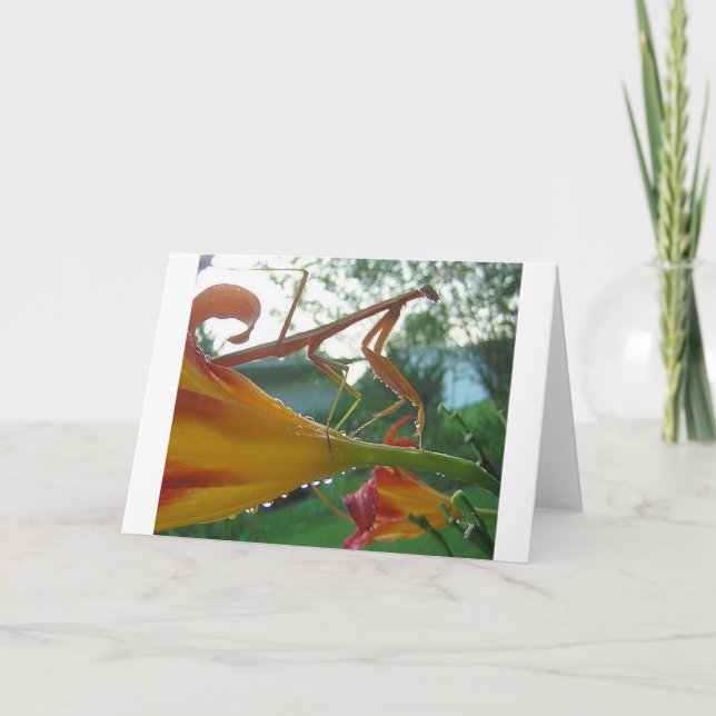 Carte de voeux de Mantis (Devant)