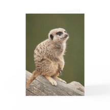 Carte de voeux de Meerkat