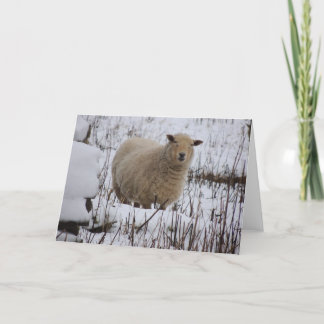 Carte de voeux de moutons