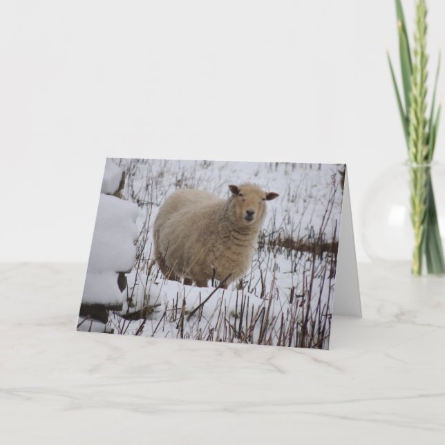Carte de voeux de moutons (Devant)