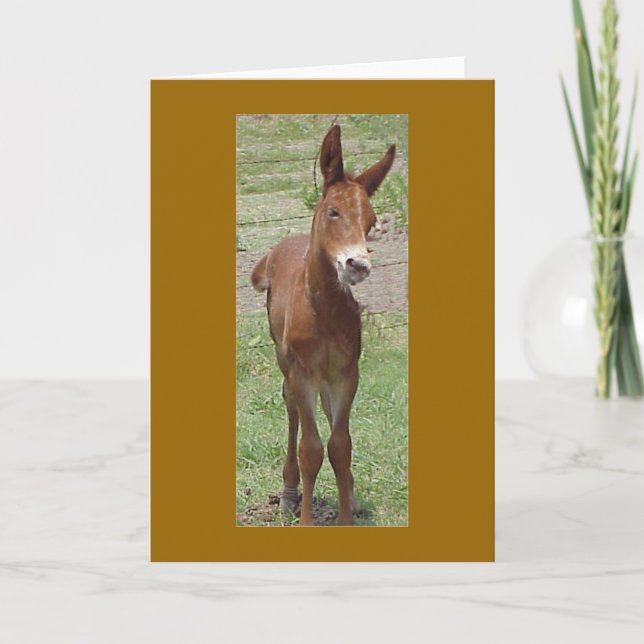 Carte de voeux de mule (Devant)