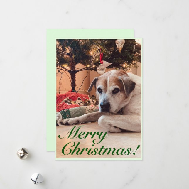 Carte de voeux de Noël - Chien avec un arbre de No (Devant/Arrière en situation)