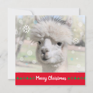 Carte de voeux de Noël d'Alpaca