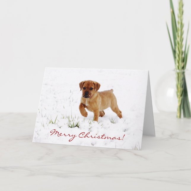 Carte de voeux de Noël de Chien Chien Chien Cochon (Devant)