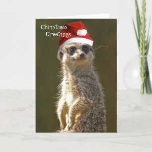 Carte de voeux de Noël Meerkat