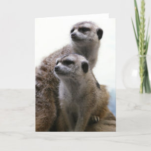 Carte de voeux de paires de Meerkat