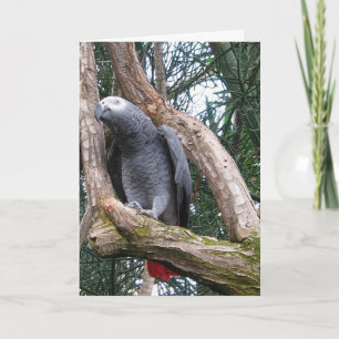 Carte de voeux de perroquet de gris africain
