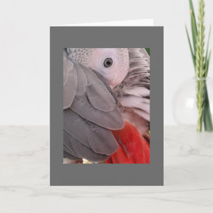Carte de voeux de perroquet gris africain