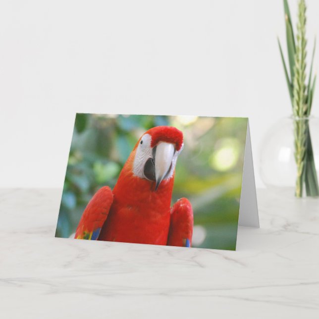 Carte de voeux de perroquet rouge brillant (Devant)
