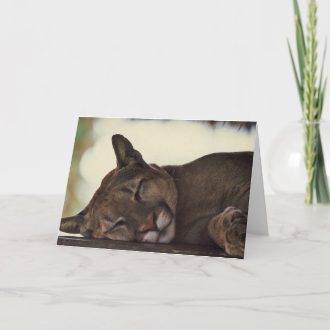 Carte de voeux de photo de faune de "sommeil (Devant)
