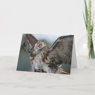 Carte de voeux de photo d'oiseau "de faucon rouge