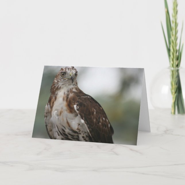 Carte de voeux de photo d'oiseau "de faucon rouge (Devant)