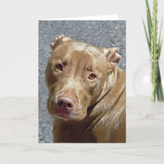Carte de voeux de pitbull