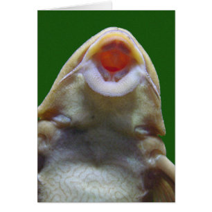 Carte de voeux de poisson baiser