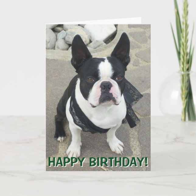 Carte de voeux de portrait de Boston Terrier (Devant)