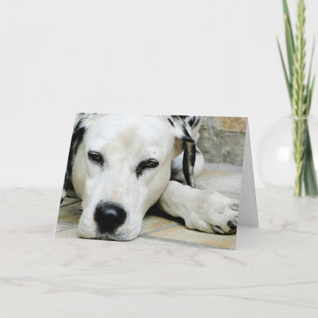 Carte de voeux de repos dalmatienne (Devant)