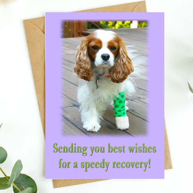 Carte de vœux de rétablissement rapide Chien Spani (Send speedy recovery healing vibes with this adorable dog card. )