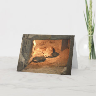 Carte de vœux de rétablissement "Tortoise Cave"
