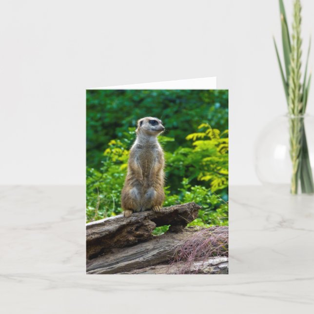 Carte de vœux de suricate (Devant)