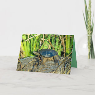 Carte de voeux de tortue au soleil