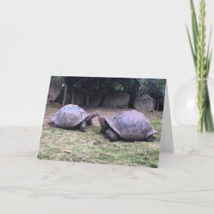 carte de voeux de tortue galapagos