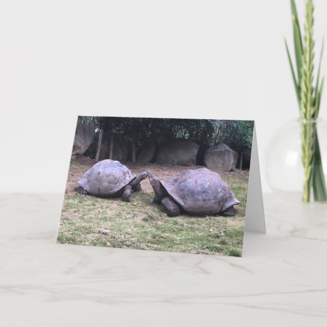 carte de voeux de tortue galapagos (Devant)