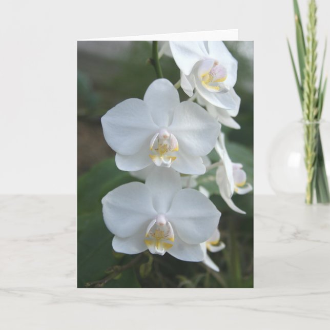 Carte de voeux de trois petite domestiques (Devant)