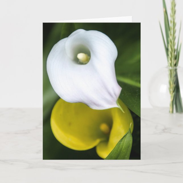 Carte de voeux de zantedeschia (Devant)