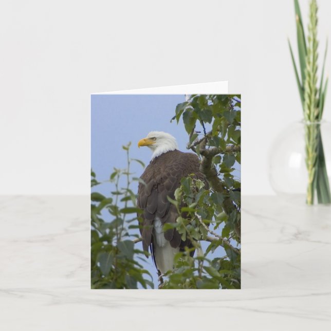 Carte de voeux d'Eagle chauve (Devant)
