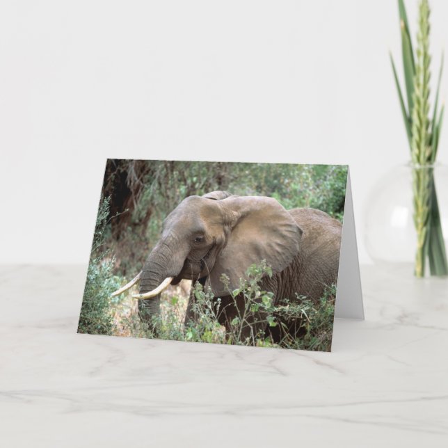 Carte de voeux d'éléphant (Devant)
