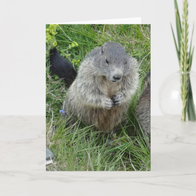 Carte de voeux des Marmottes (Devant)