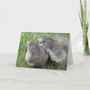 Carte de voeux des Marmottes