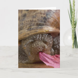 Carte de voeux d'escargot photo vide
